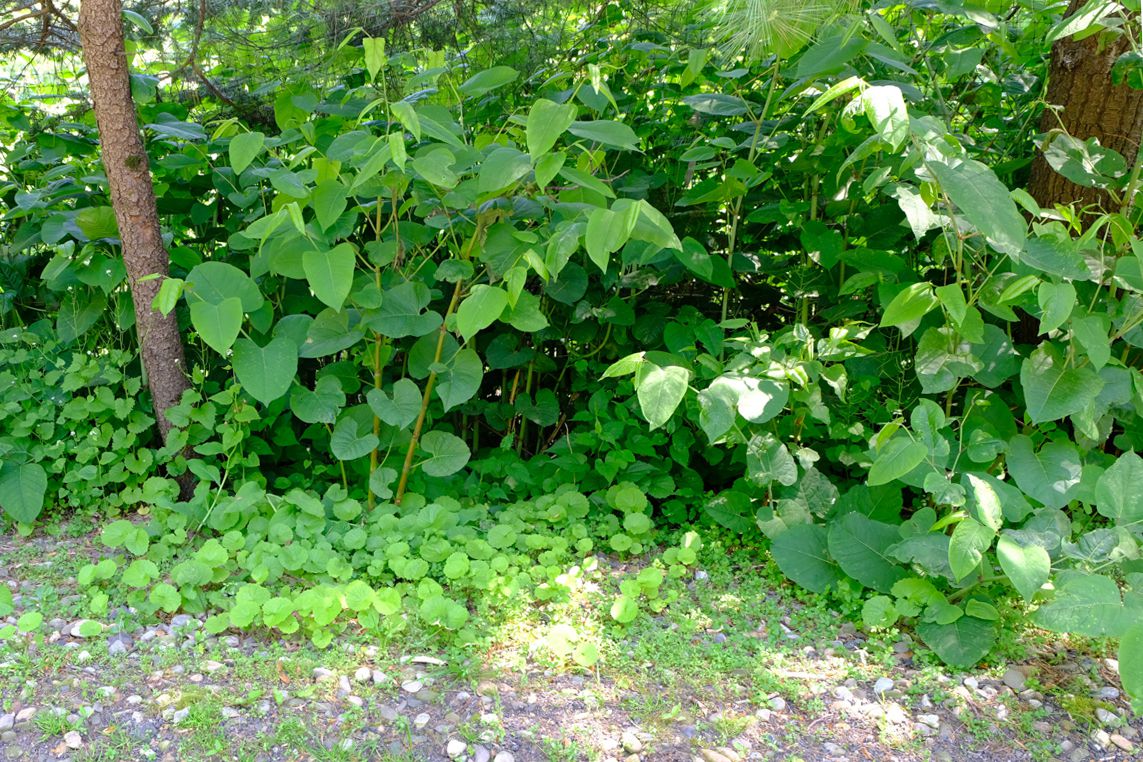 Find Japanese Knotweed Across the UK Using Map and Postcode Search