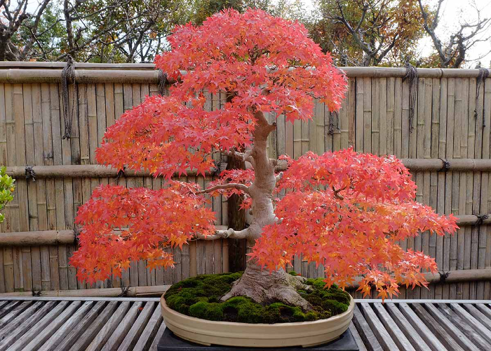 Japanese Maple Tree 