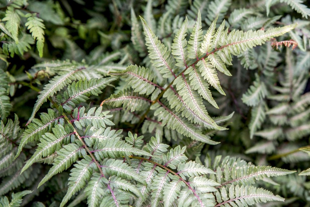 Japanese Painted Fern