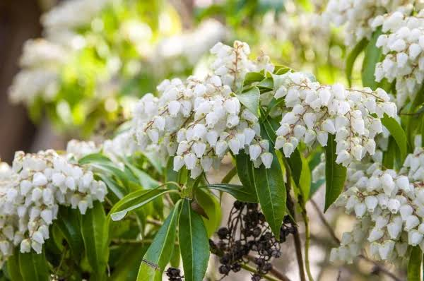 Japanese Pieris