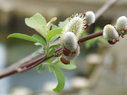 Japanese Pussy Willow