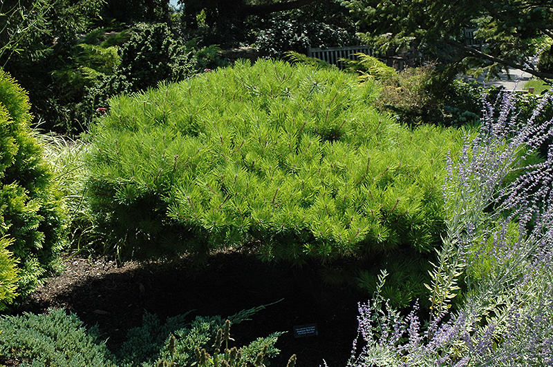 Japanese Red Pine