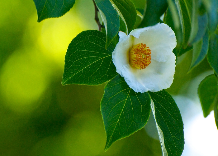 Japanese Stewartia