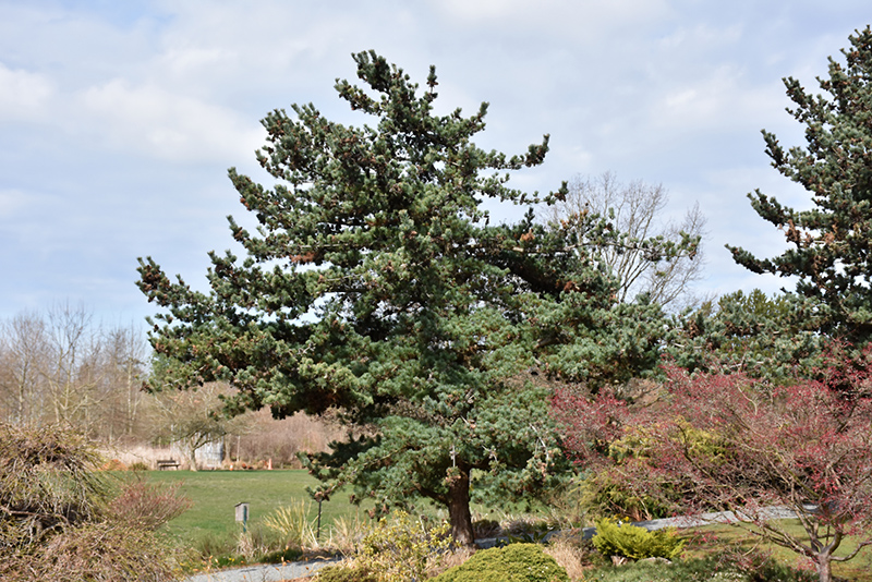 Japanese White Pine