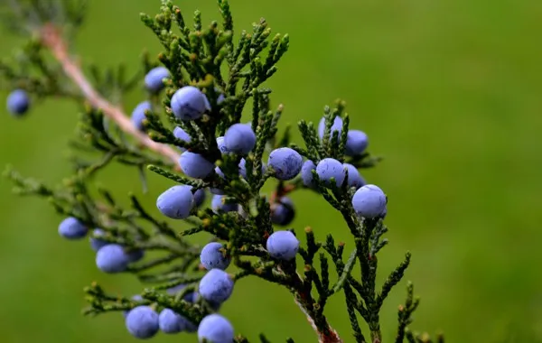 Juniper Berry