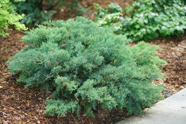 Juniper (Juniperus)