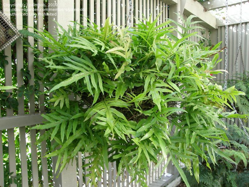 Kangaroo Fern