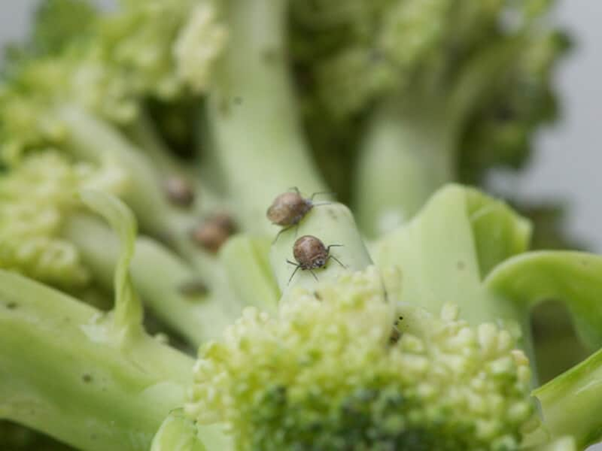 Keep Away Weeds and Insects