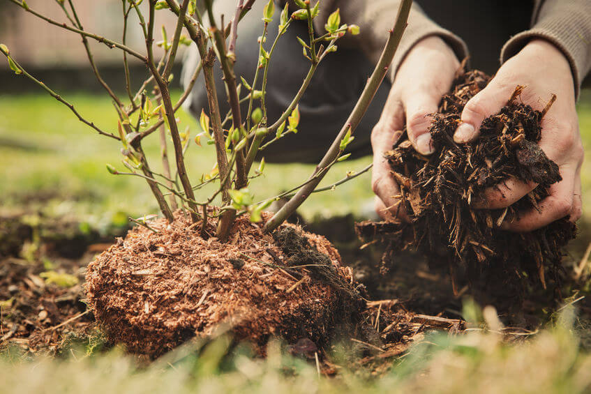 Keep Your Camassias Healthy and Happy with Mulch