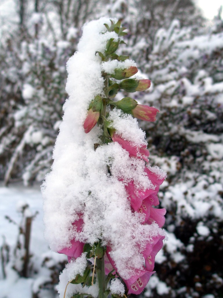 Keep the Seedlings Sheltered in Winter