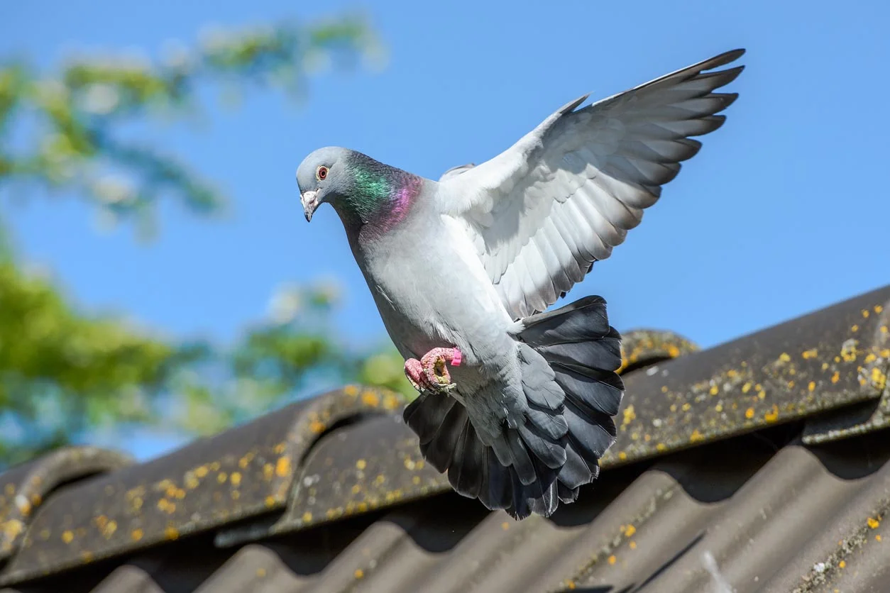 Keeping Your Solar Panels Safe: A Guide to Pigeon-Proofing Solutions