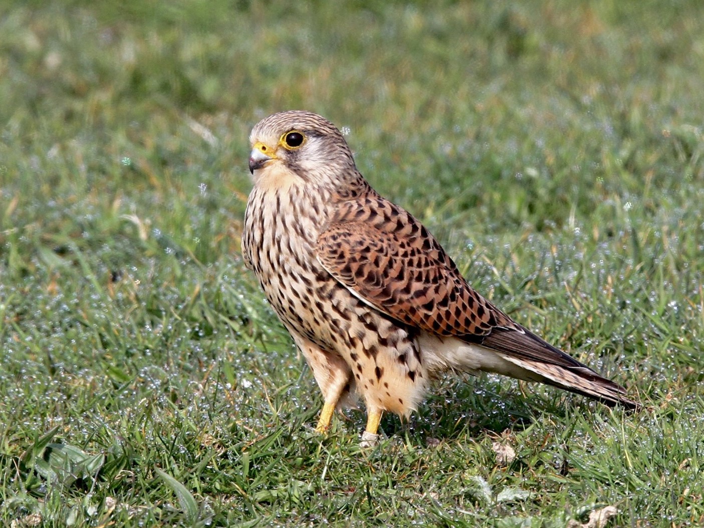 Kestrel