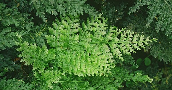 Killarney Fern