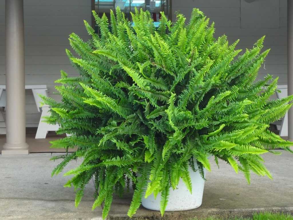 Kimberly Queen Fern