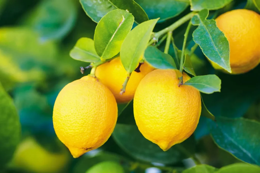 Know More About Lemons