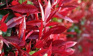 Know The Photinia Red Robin Plant More