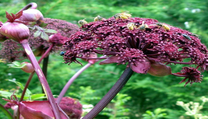 Korean Angelica