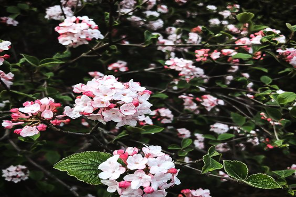 Korean Spice Viburnum