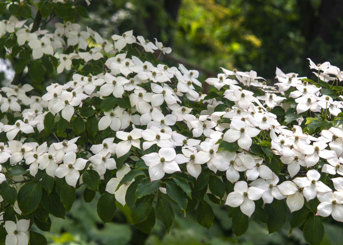 Kousa Dogwood 