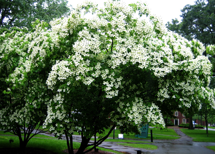 Kousa Dogwood