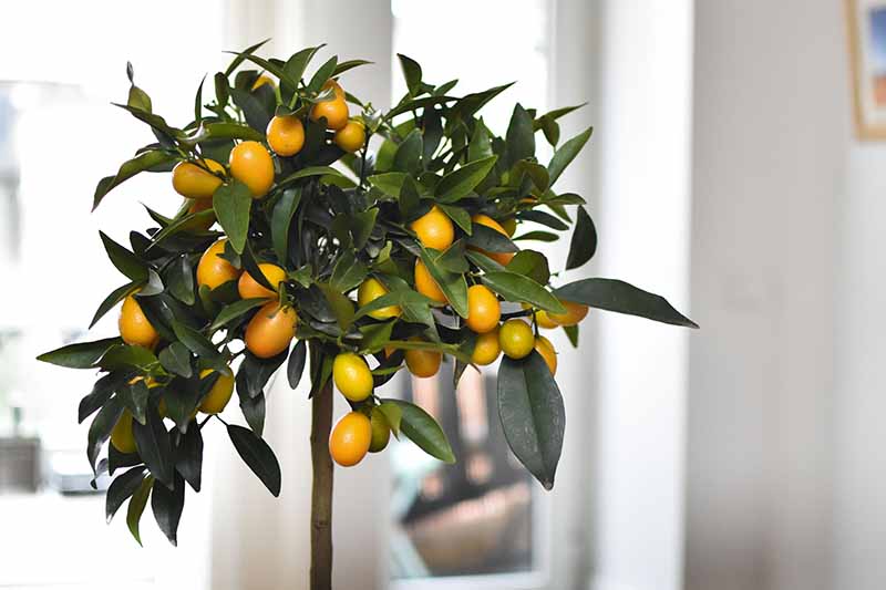 Kumquat