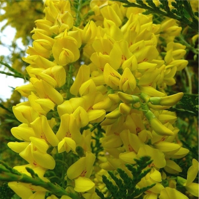 Laburnum Alpine ‘Pendulum'