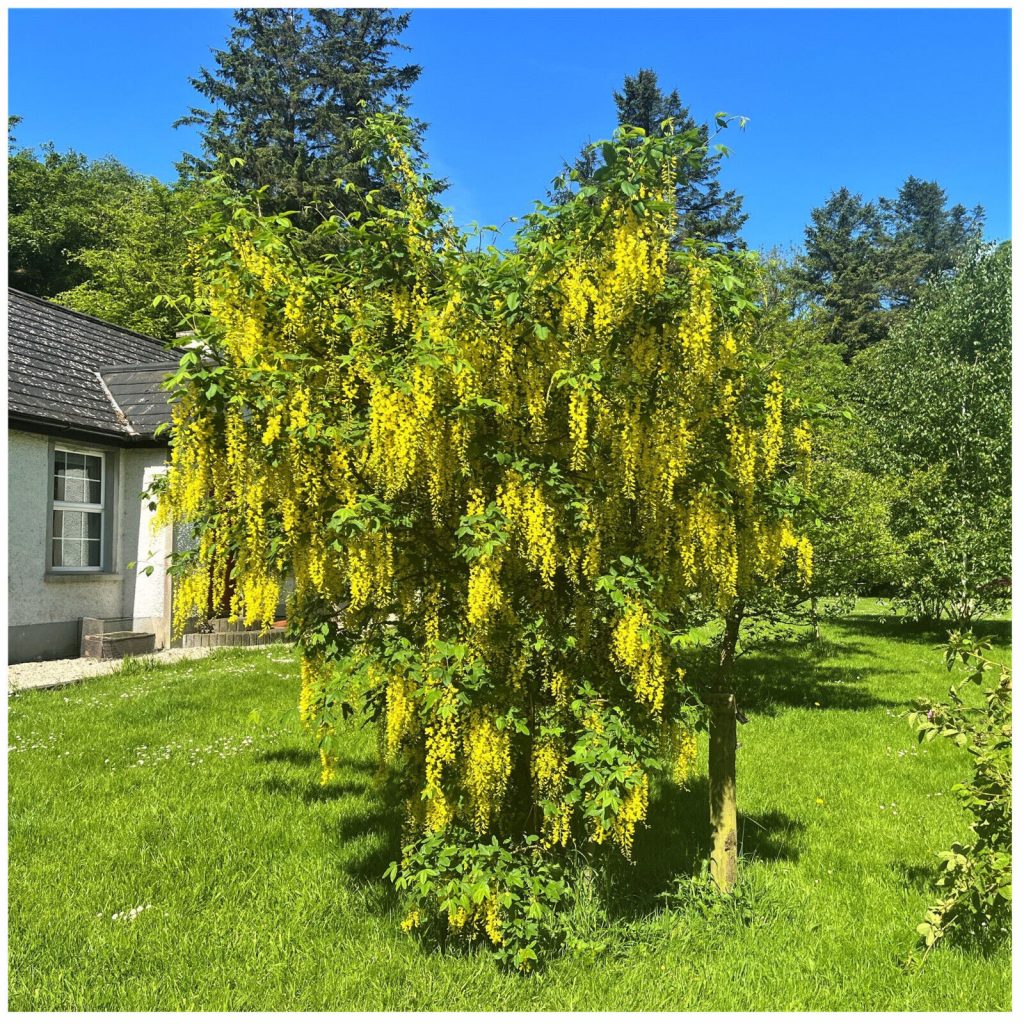 Laburnum Anagyroides 'Nanum'