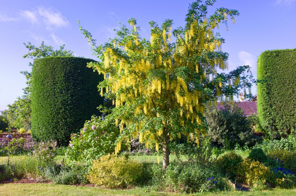 Laburnum x Watereri ‘Vosii’