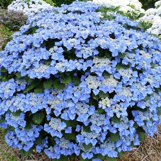 Lacecap Hydrangea