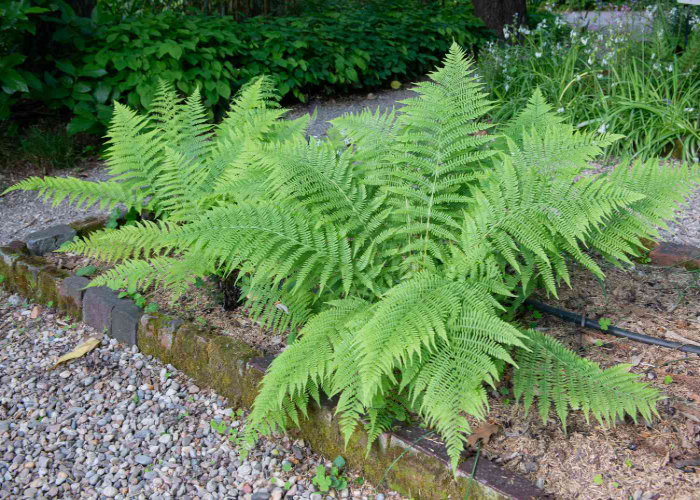 Lady Fern