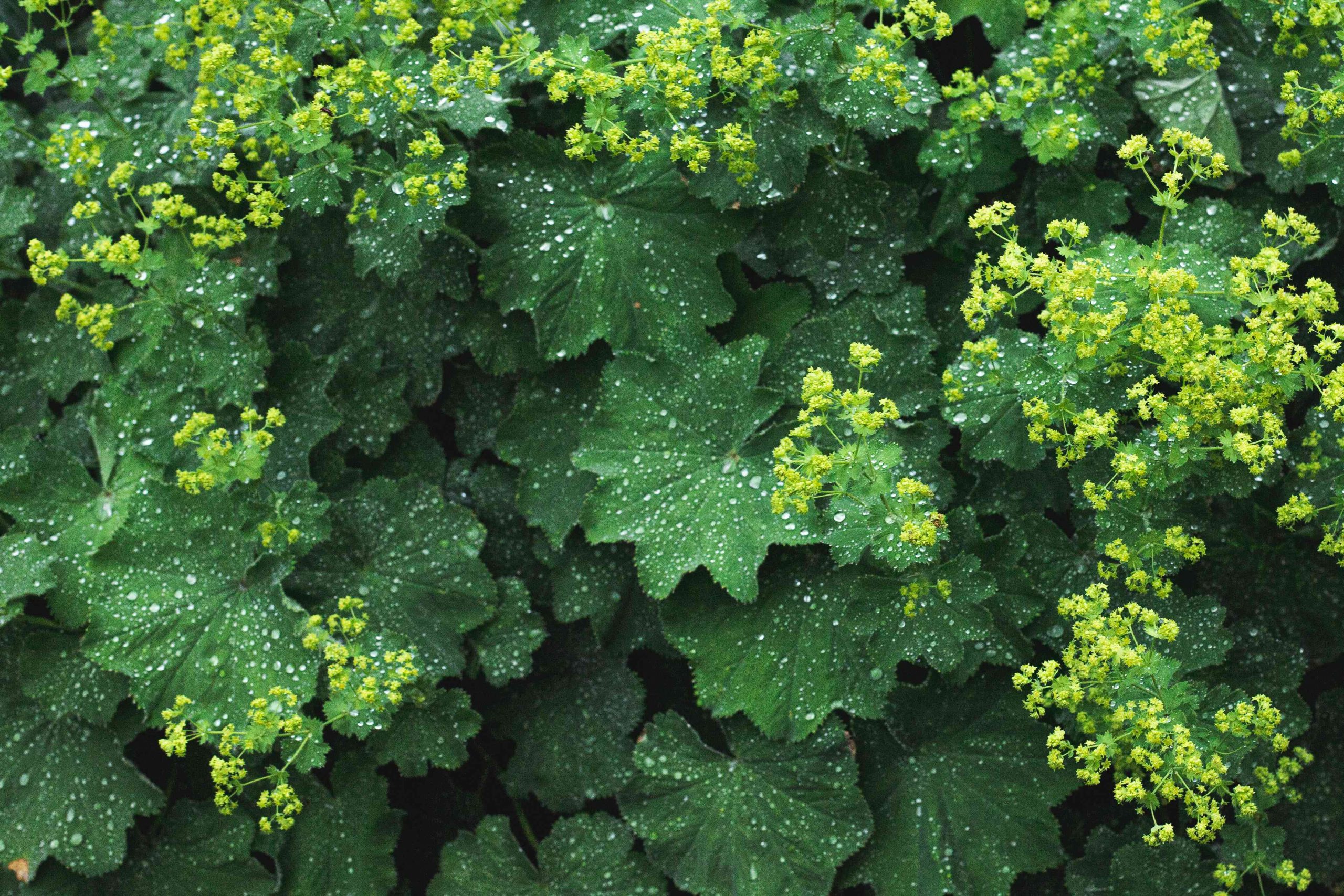 Lady’s Mantle