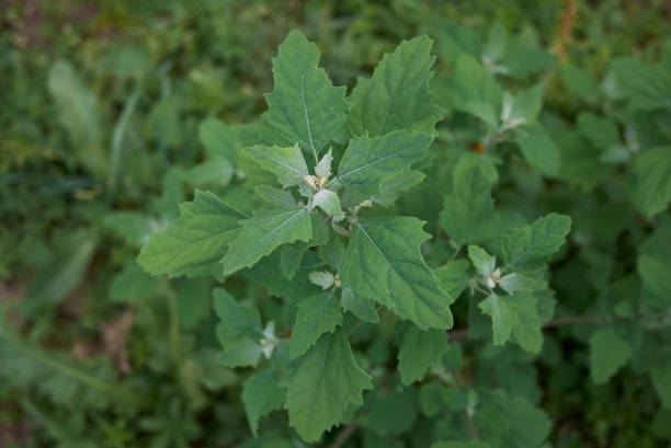 Lambsquarters