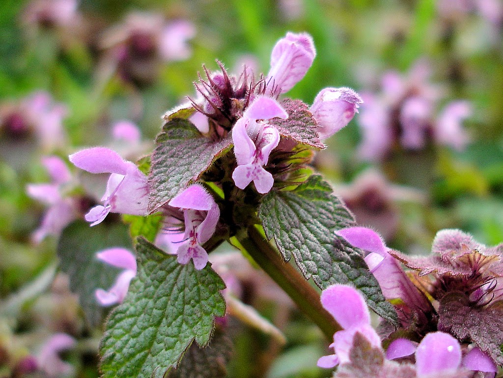 Lamium