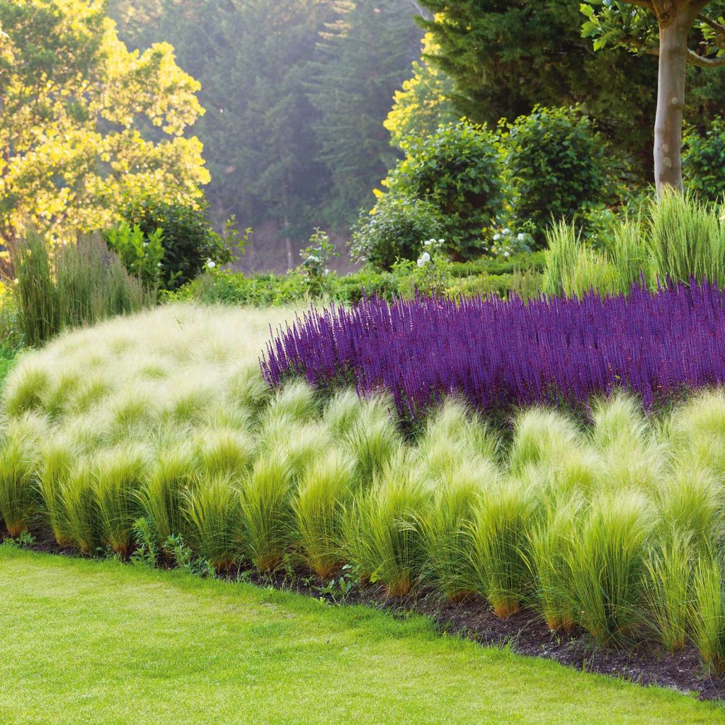 Landscape Requirements of Mexican Feather Grass