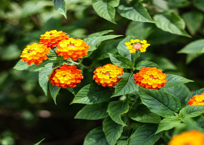 Lantana