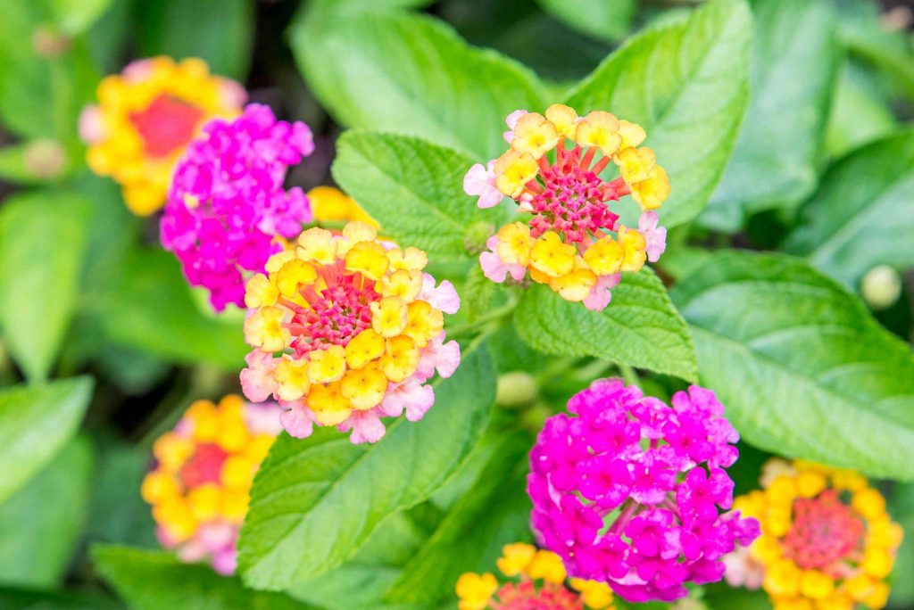 Lantana