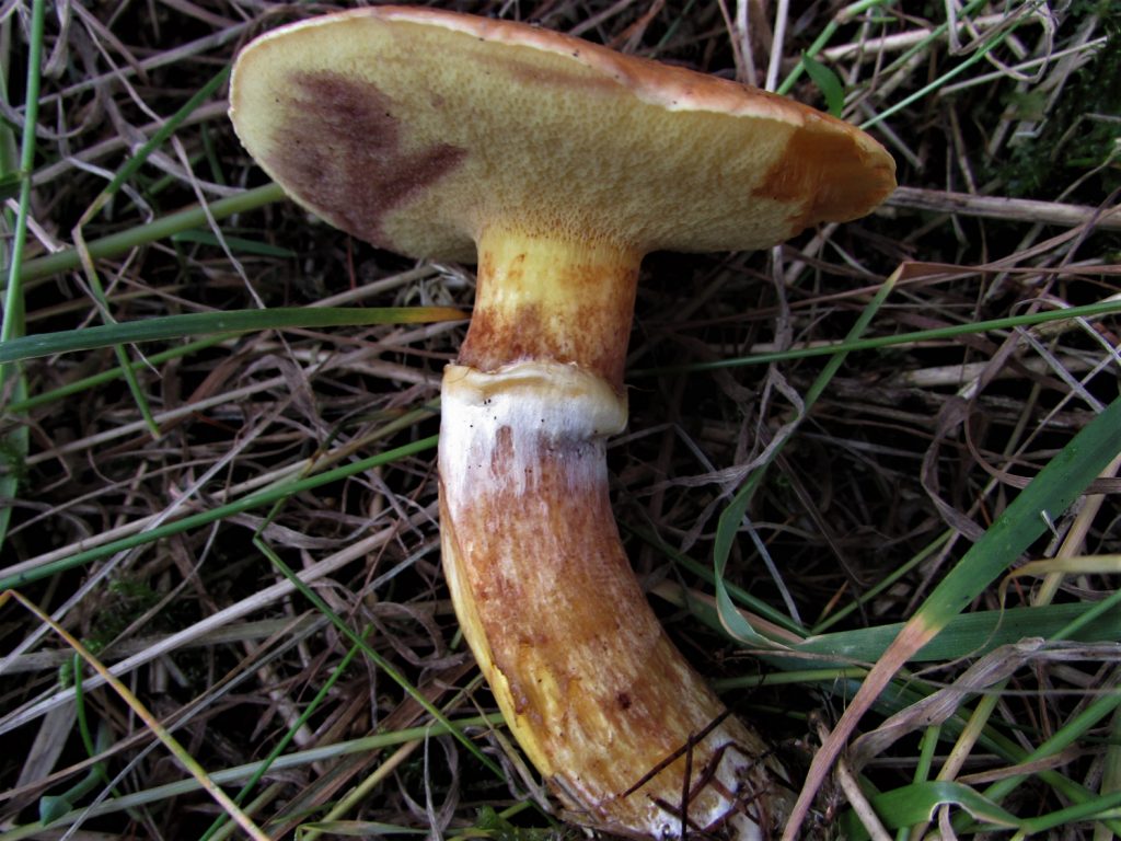 Larch Bolete