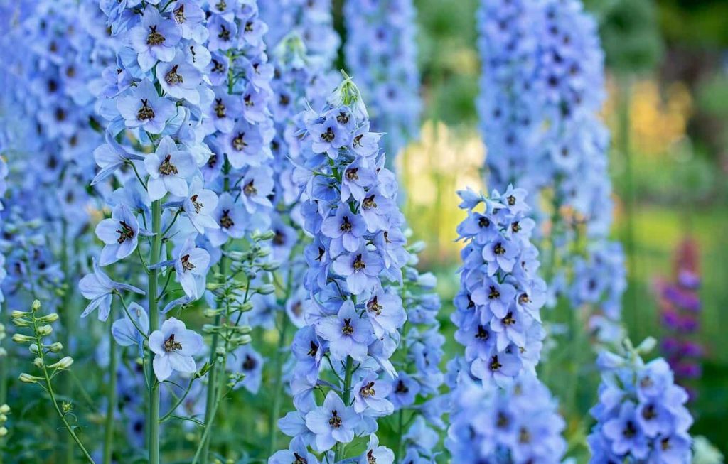 Larkspur