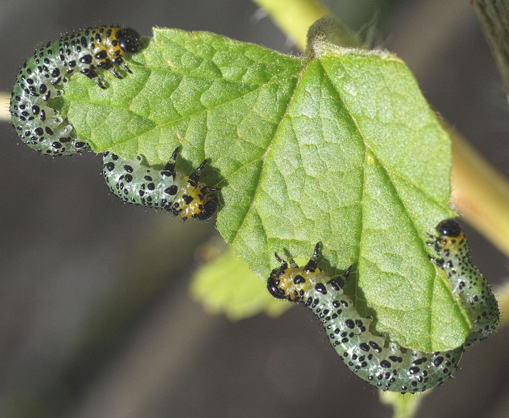 Larvae