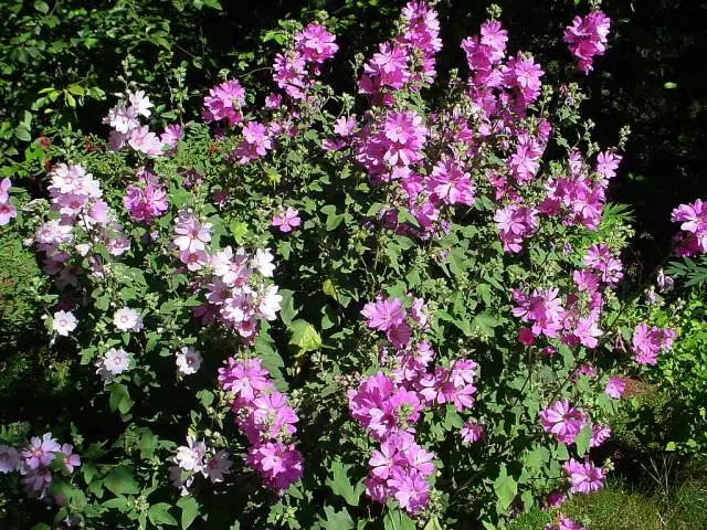 Perennial or Annual: Understanding Lavatera Rosea’s Growth Cycle