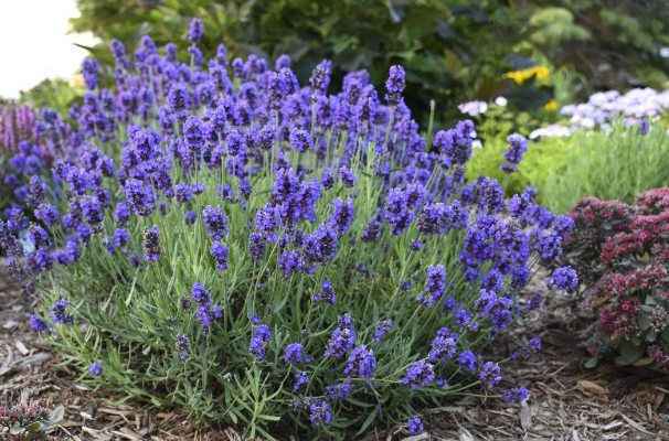 Lavender (Lavandula)