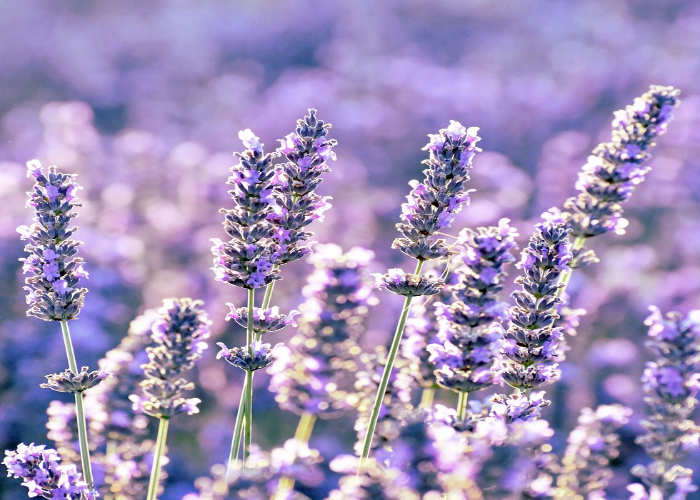 Lavendula (Lavender)