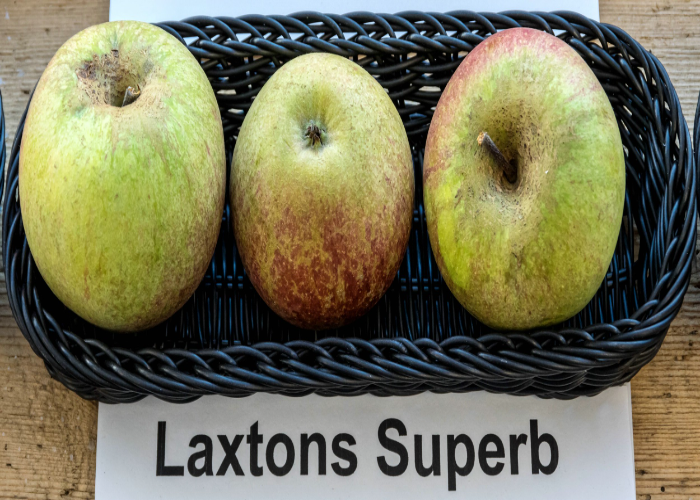 Laxtons Superb