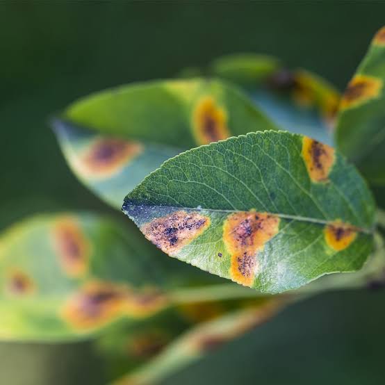 Leaf Spots