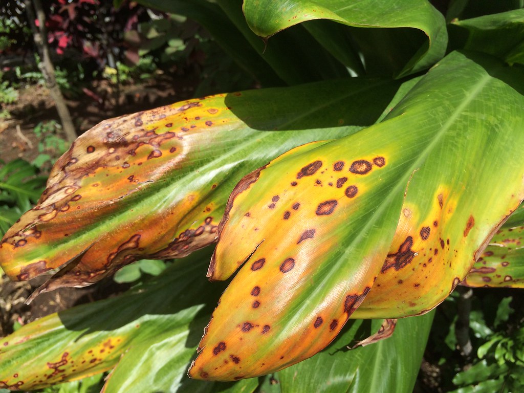 Leaf Spots