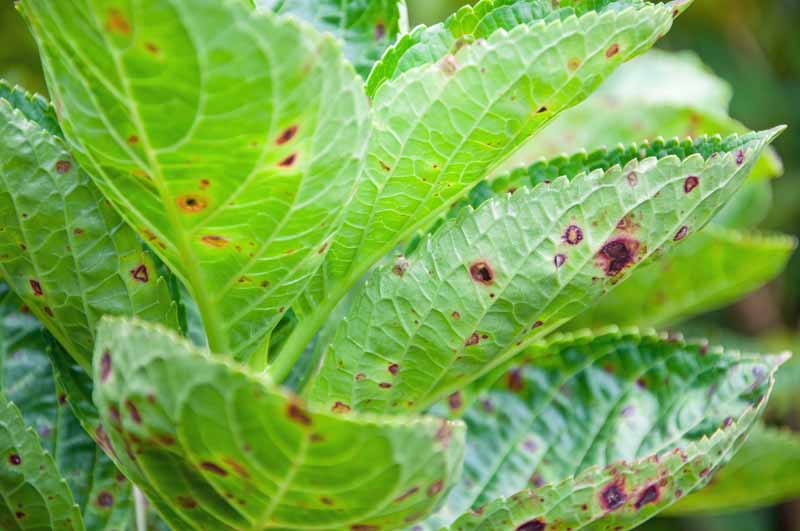 Leaf-spots-on-hydrangea