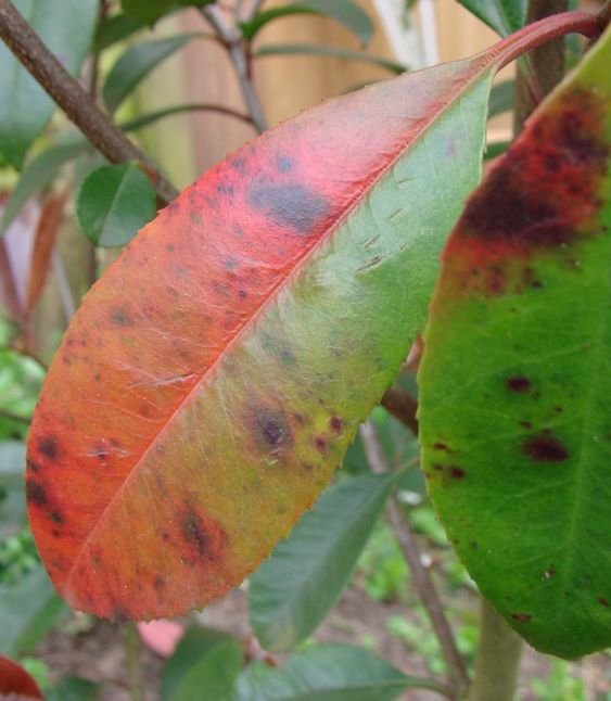 Leaf  Spot