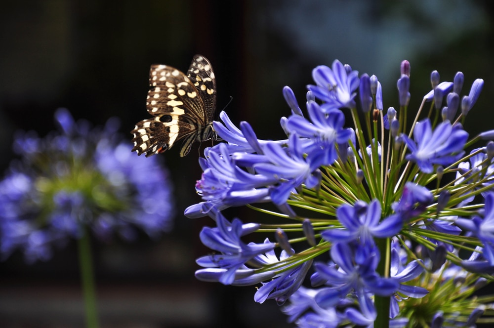 Learn how to Grow and Take Care of Agapanthus ‘African Lily’