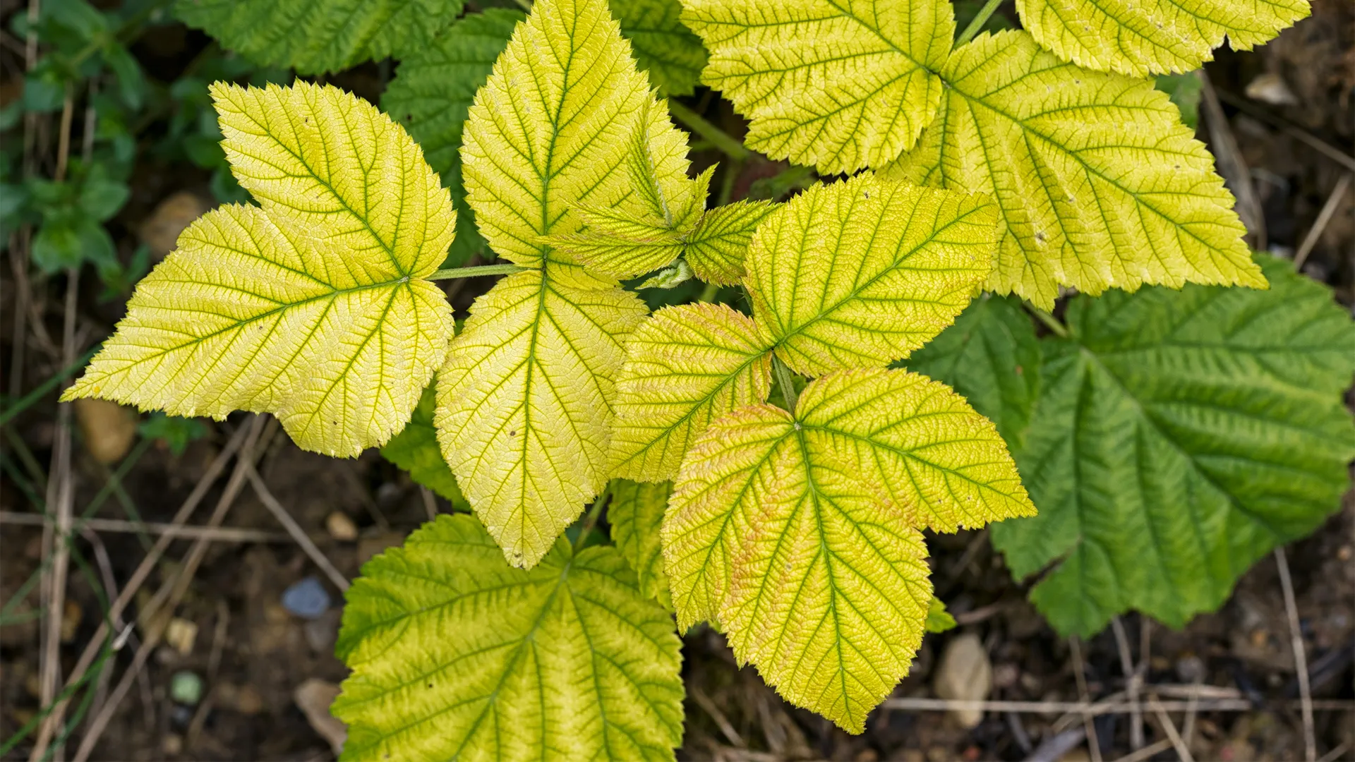 Leaves Turning Yellow .jpg