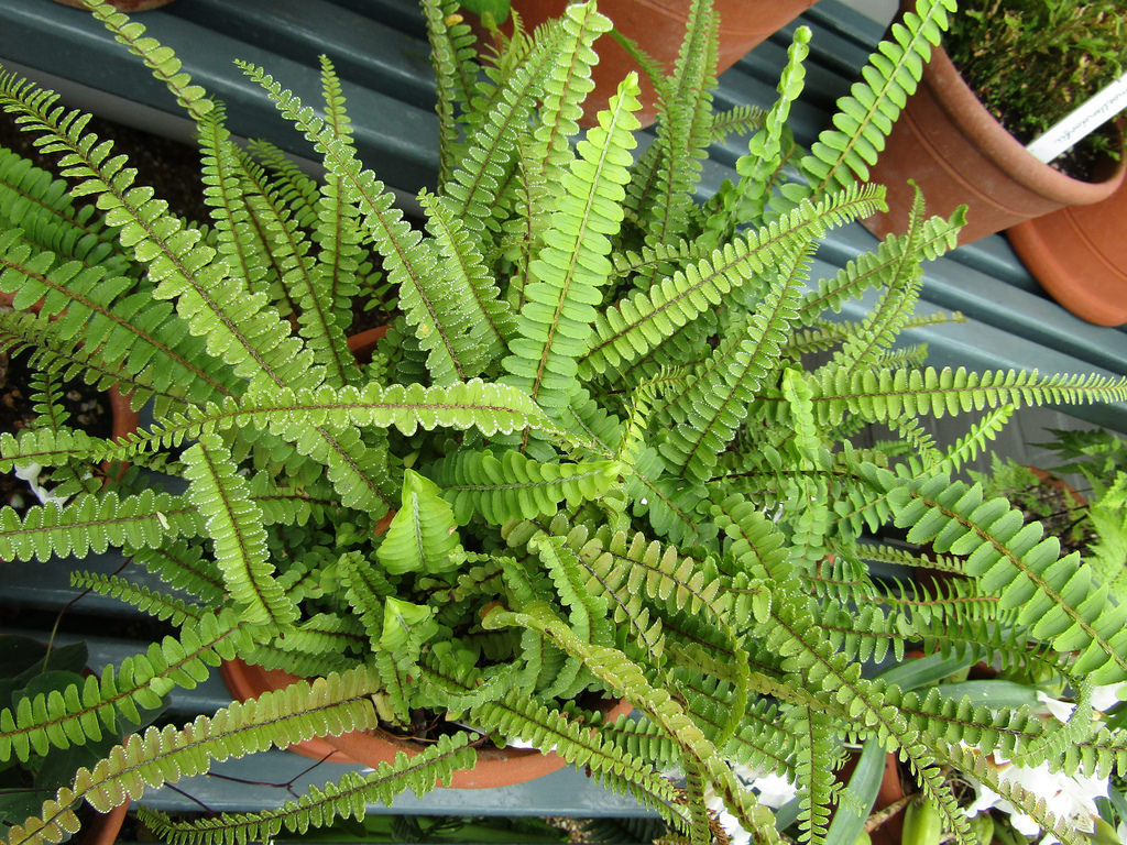 Lemon Button Fern